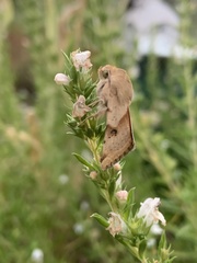 Heliothis