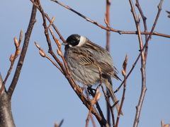 Emberiza schoeniclus
