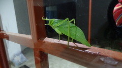 Stilpnochlora