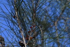 Allocasuarina gymnanthera