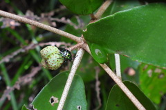 Chrysocoris stollii