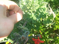 Pelargonium fulgidum