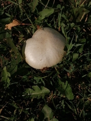 Agaricus arvensis