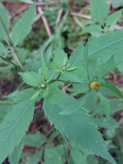 Bidens vulgata
