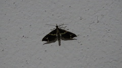 Salbia