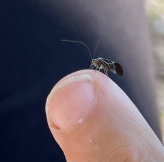 Cerastipsocus venosus