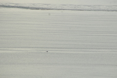 Phocoena phocoena