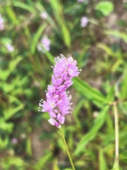 Persicaria bicornis