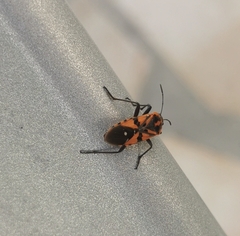 Spilostethus pandurus