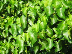 Thespesia populnea