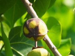 Thespesia populnea