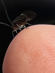 Cerastipsocus venosus