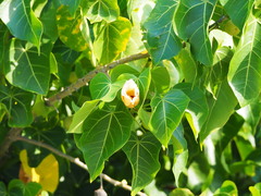 Thespesia populnea