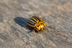 Leptinotarsa decemlineata