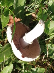 Agaricus arvensis