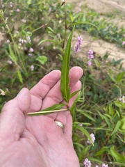 Persicaria bicornis