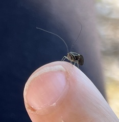 Cerastipsocus venosus