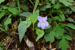Viola grypoceras