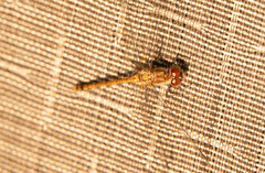 Sympetrum vicinum