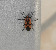 Spilostethus pandurus