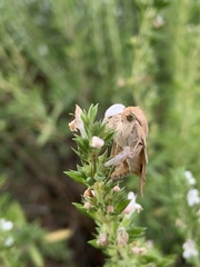 Heliothis