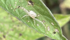 Thomisidae