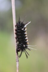Phaegopterina