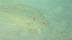 Lepomis microlophus