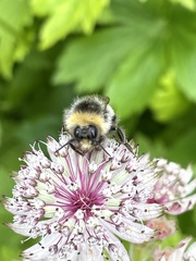 Bombus jonellus