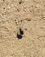 Cicindela scutellaris