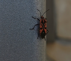 Spilostethus pandurus