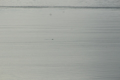 Phocoena phocoena