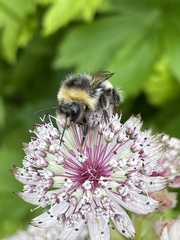Bombus jonellus