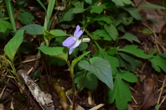 Viola grypoceras