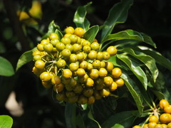 Pittosporum pentandrum