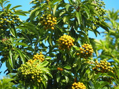 Pittosporum pentandrum