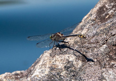 Dromogomphus spinosus