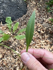 Alisma