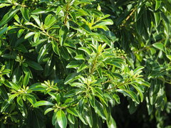 Pittosporum pentandrum