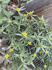 Portulaca umbraticola