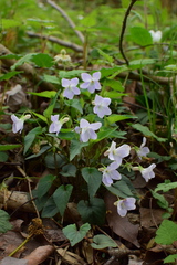 Viola grypoceras