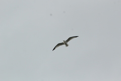Larus argentatus