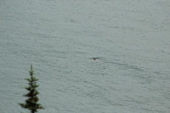 Phoca vitulina vitulina