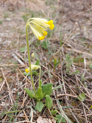 Primula veris macrocalyx