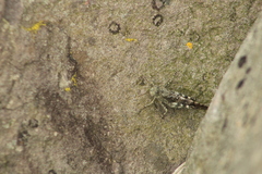 Oedipodinae