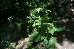 Arctium nemorosum