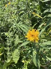 Helianthus grosseserratus