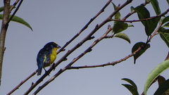 Euphonia laniirostris