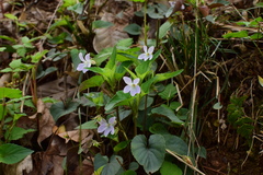 Viola grypoceras
