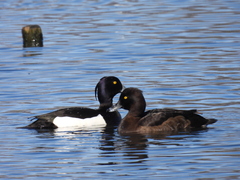 Aythya fuligula